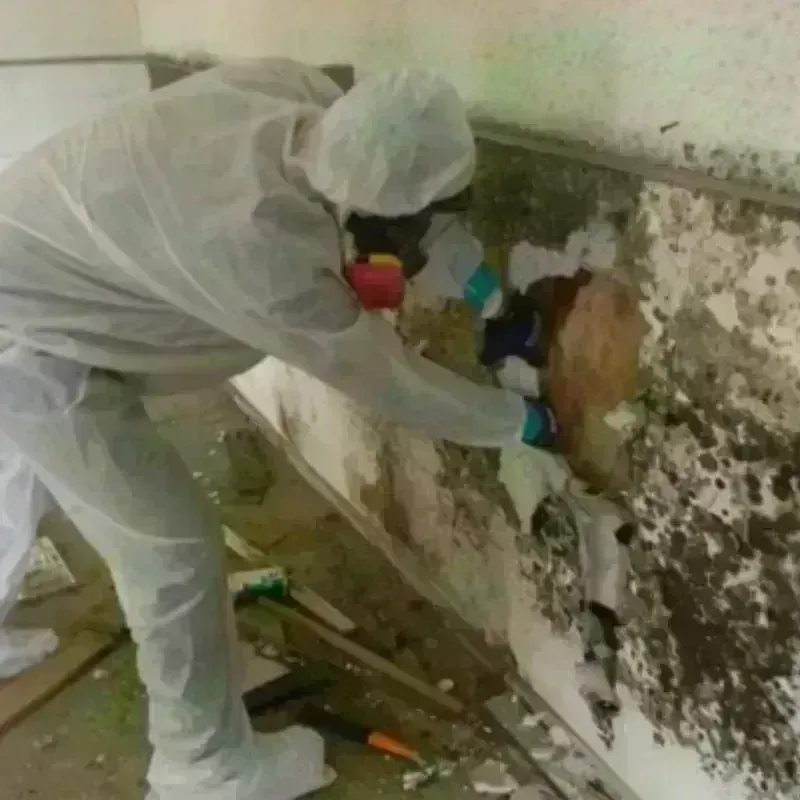 Mold Remediation and Removal in Napoleon, MI